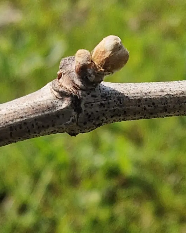 Live dal vigneto!
Parte prima: il risveglio ☀️ 

📷 Foto scattata direttamente dal nostro agronomo!

#vinobio #vinoitaliano Consorzio Tutela Lugana DOC
#sguardiditerra #agricolturasostenibile #aziendaagricolabiologica