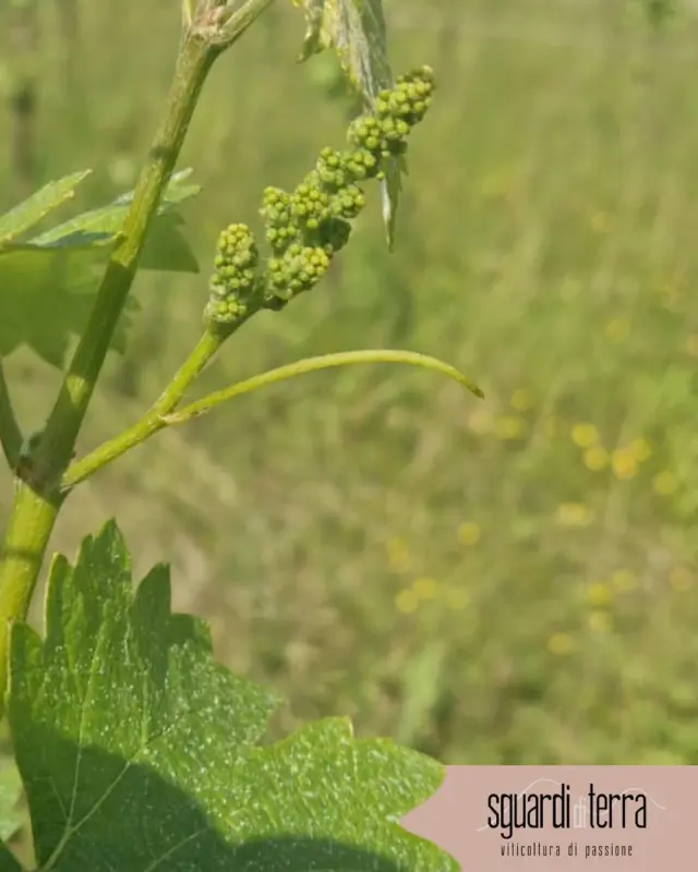 Immagini dai filari 🌱
Le viti ci mostrano i primi grappoli separati, mentre i re-impianti si affacciano alla luce!
Piccoli segni, grandi promesse per la nuova annata.

Scenes from the vineyard 🌱
The vines reveal the first separated clusters, while the new plantings reach for the light!
Small signs, big promises for the new season.

#SguardiDiTerra  #ViticolturaDiPassione #Biologico #Lugana