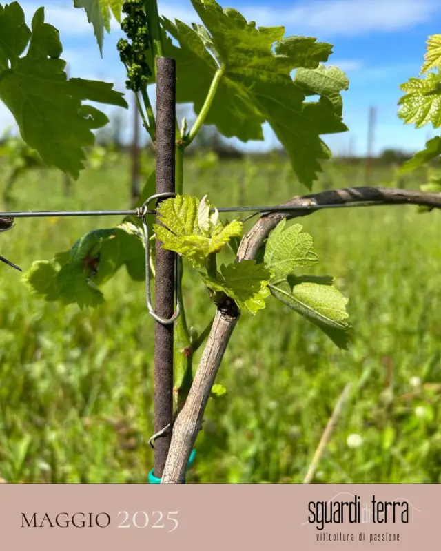 Maggio nei filari 🌱

Il verde si fa intenso, le viti si aprono al cielo.
Ogni tralcio che sboccia è una promessa, ogni foglia una carezza di vita.
La natura non ha fretta, ma non si ferma mai.

#SguardiDiTerra #MaggioInVigna #VitaCheNasce #ViticolturaDiPassione #Lugana #Biologico